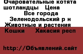 Очаровательные котята шотландцы › Цена ­ 2 000 - Все города, Зеленодольский р-н Животные и растения » Кошки   . Хакасия респ.